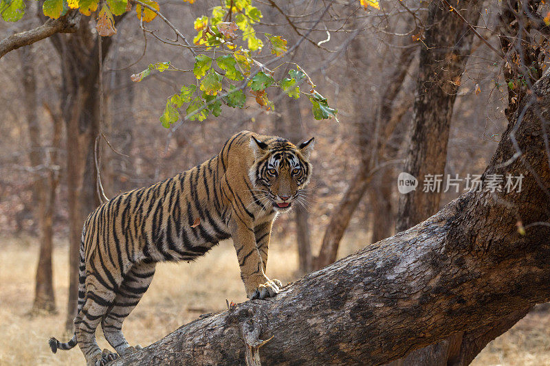 孟加拉虎，Ranthambore -印度